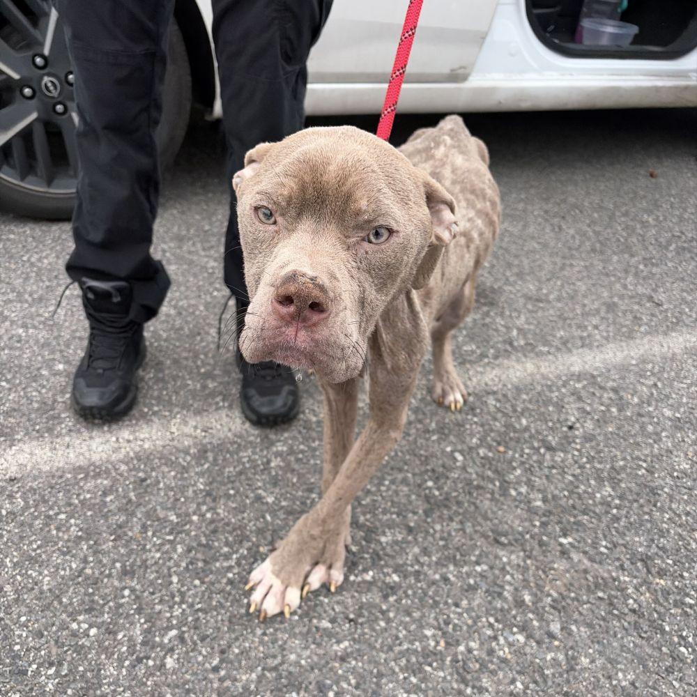Vinny Jones, Adoptable, Adult Male Mixed Breed.