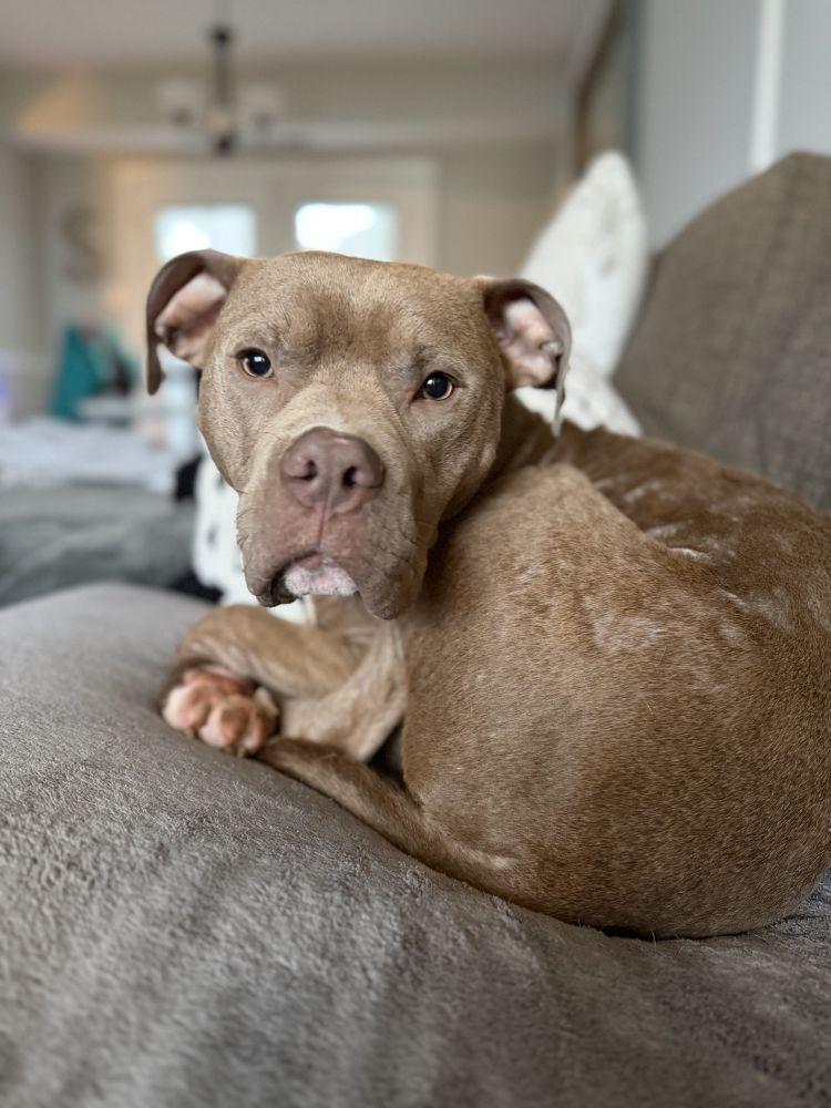 Vinny Jones, a Adoptable Mixed Breed in Alexandria, VA image 2/2