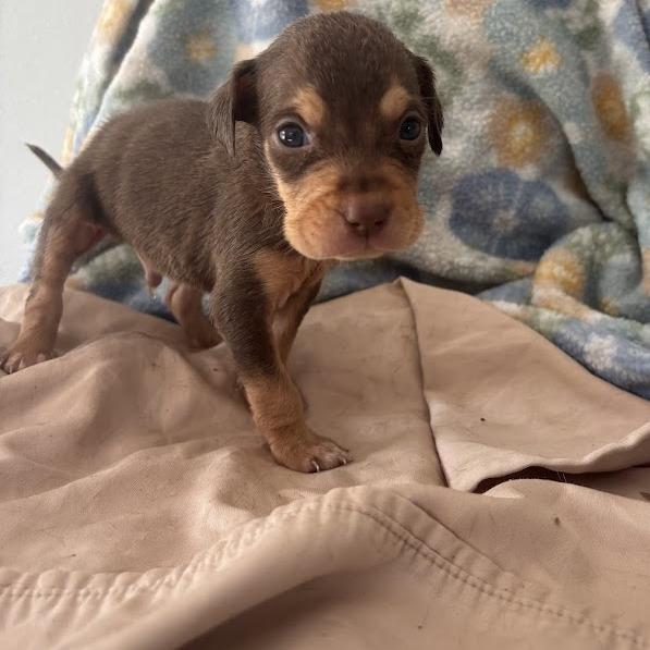 Tackle, Adoptable, Puppy Male Labrador Retriever & Mixed Breed.