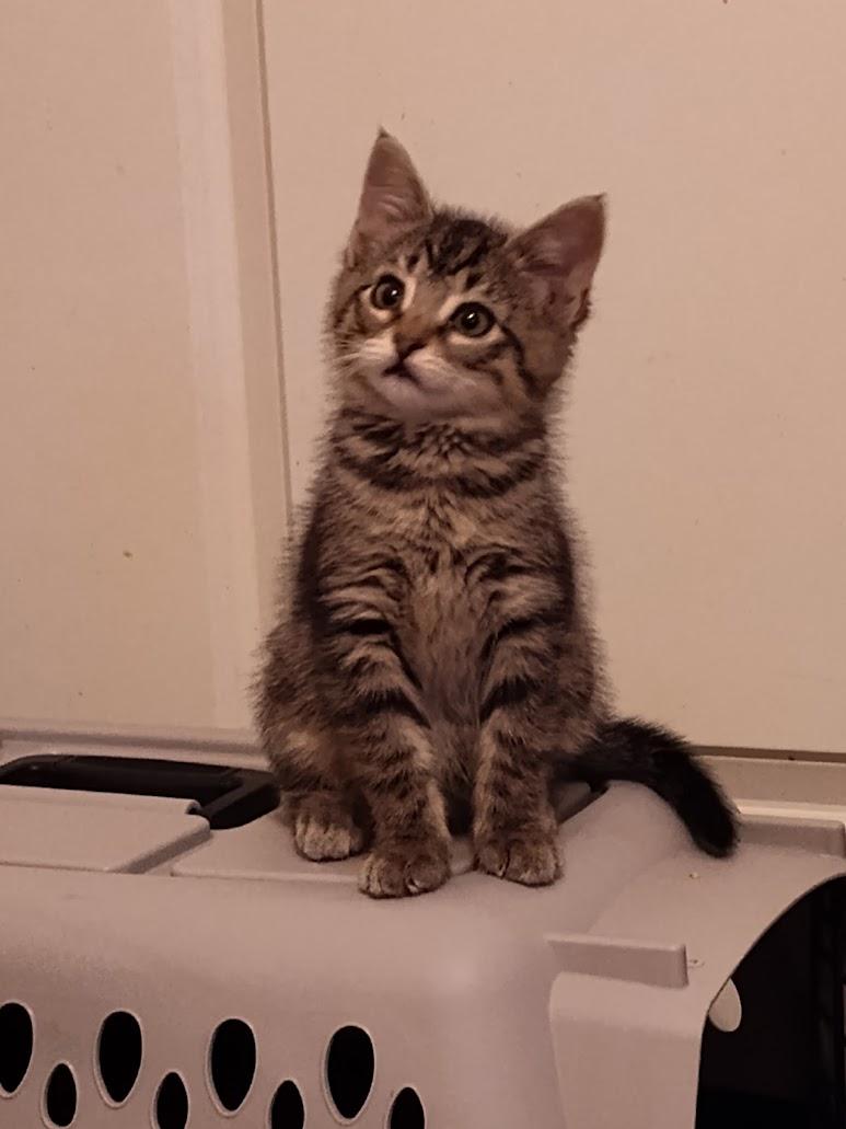 Enlarge Dana and Dane, a Adoptable mixed breed in Houston, TX image 2/5