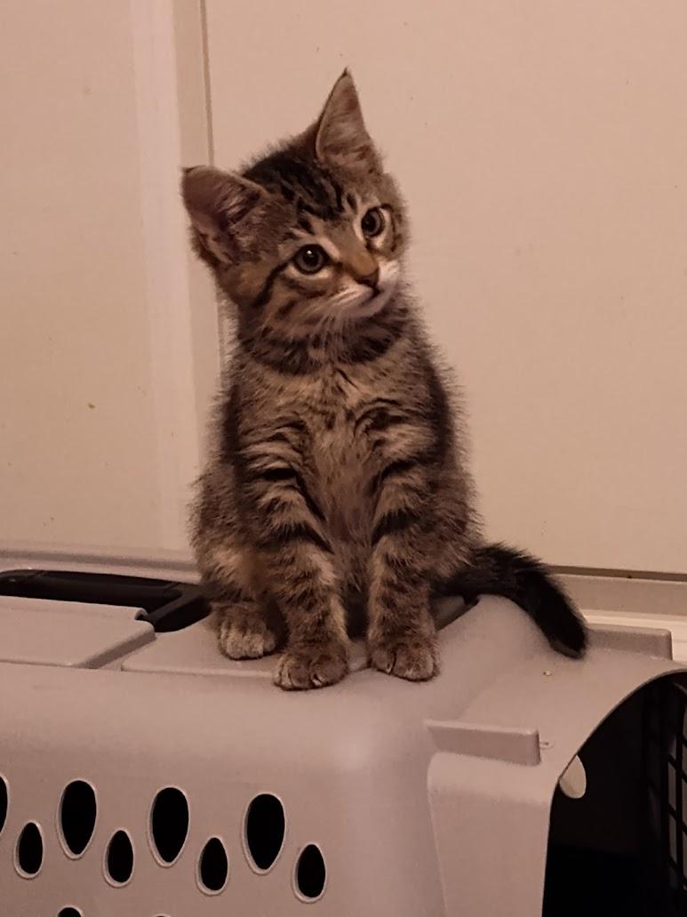 Enlarge Dana and Dane, a Adoptable mixed breed in Houston, TX image 4/5