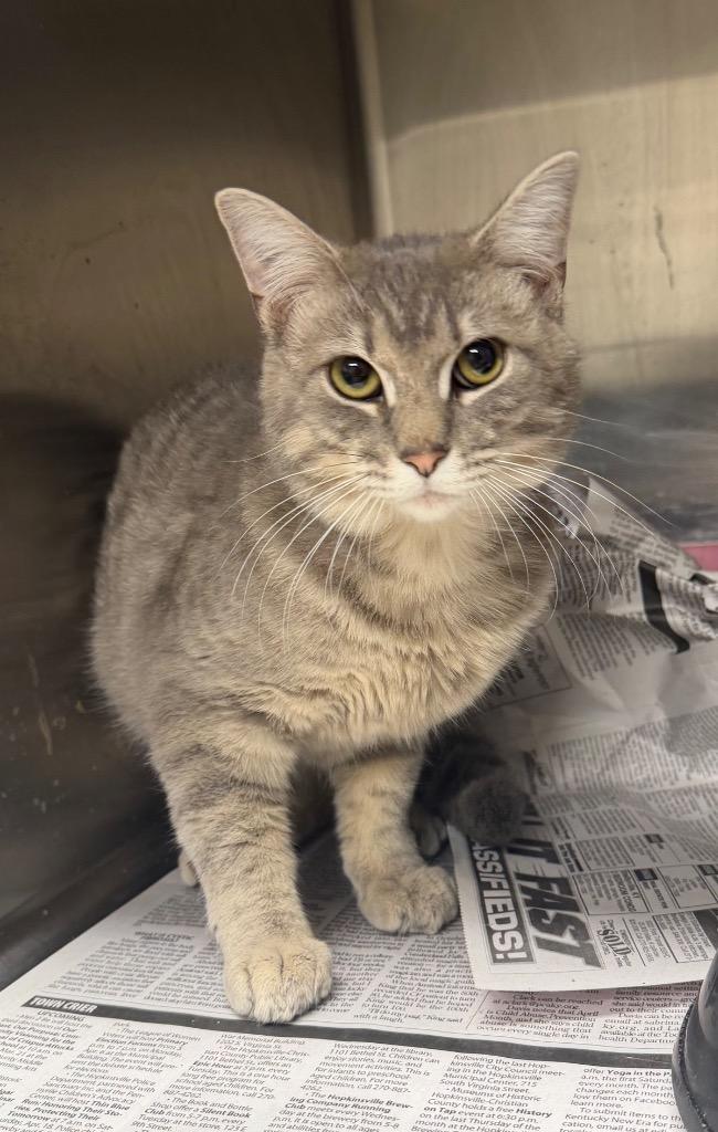 Elmer, Adoptable, Adult Male Domestic Short Hair.
