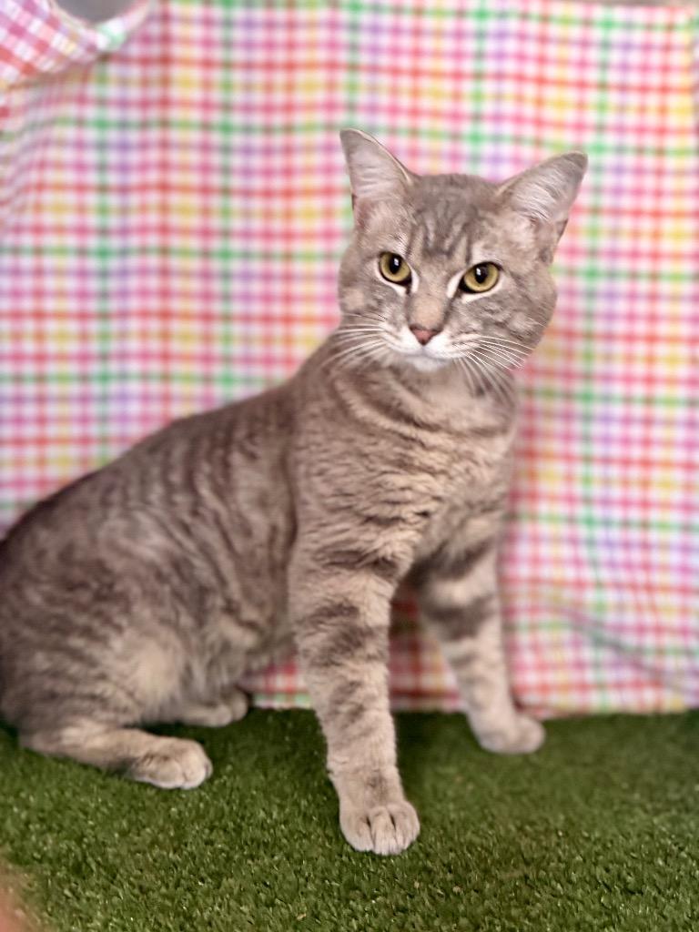 Enlarge Elmer, a Adoptable mixed breed in Hopkinsville, KY image 2/3