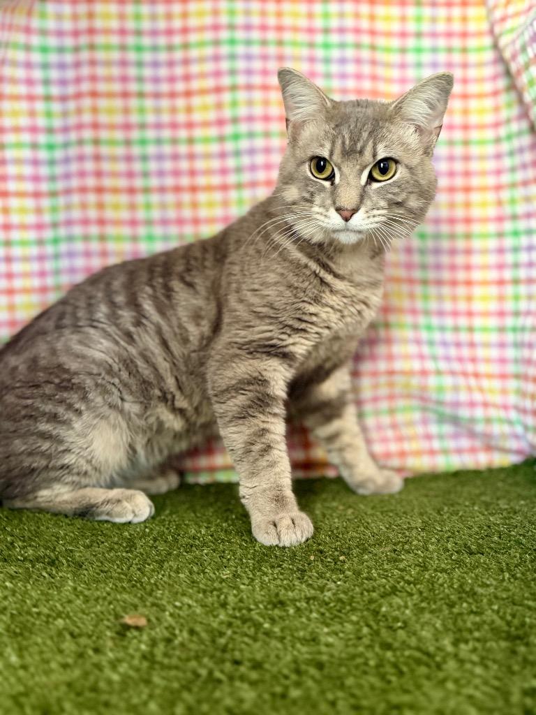 Enlarge Elmer, a Adoptable mixed breed in Hopkinsville, KY image 3/3