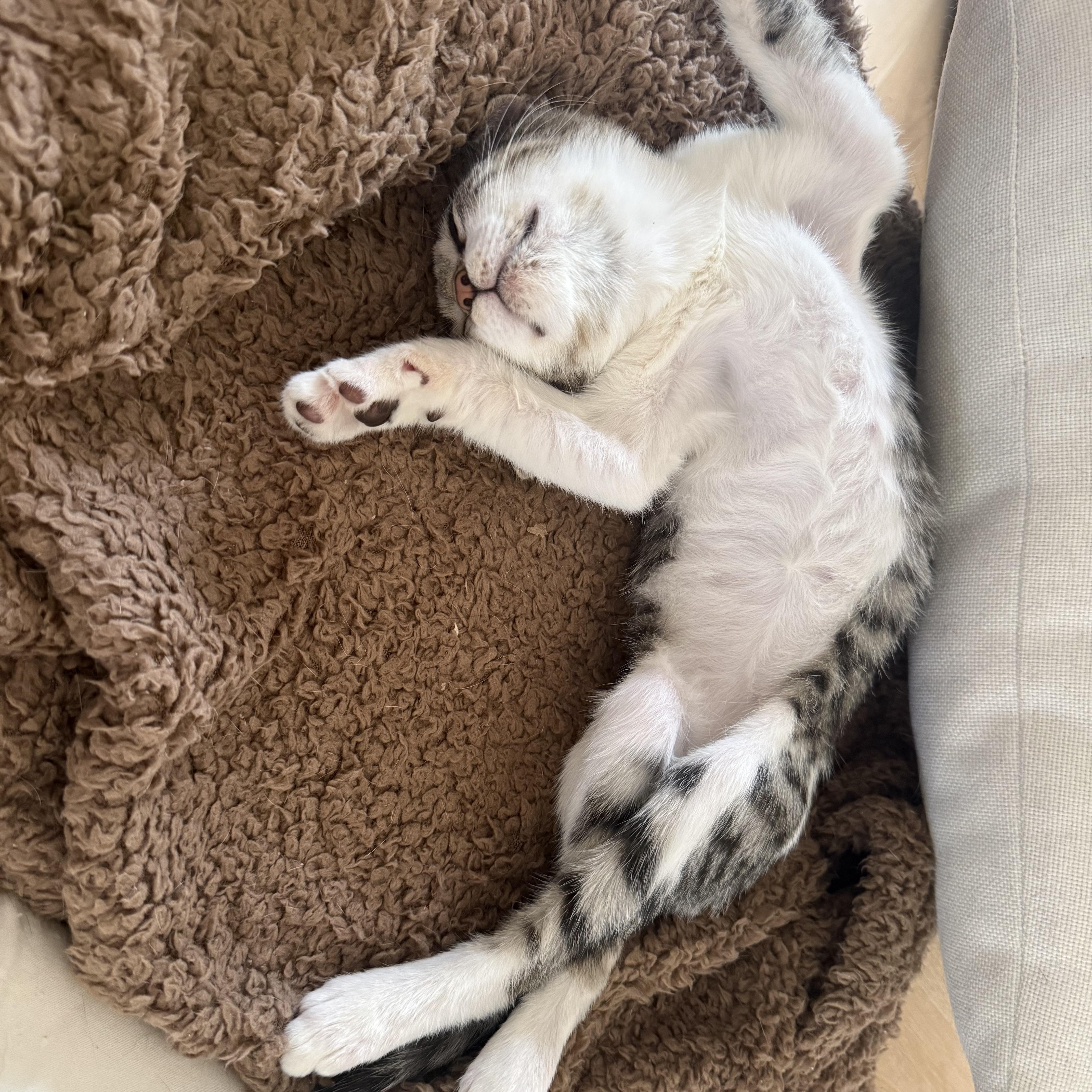 Toby (lap lover), a ADOPTABLE Domestic Short Hair in Atlanta, GA image 4/5