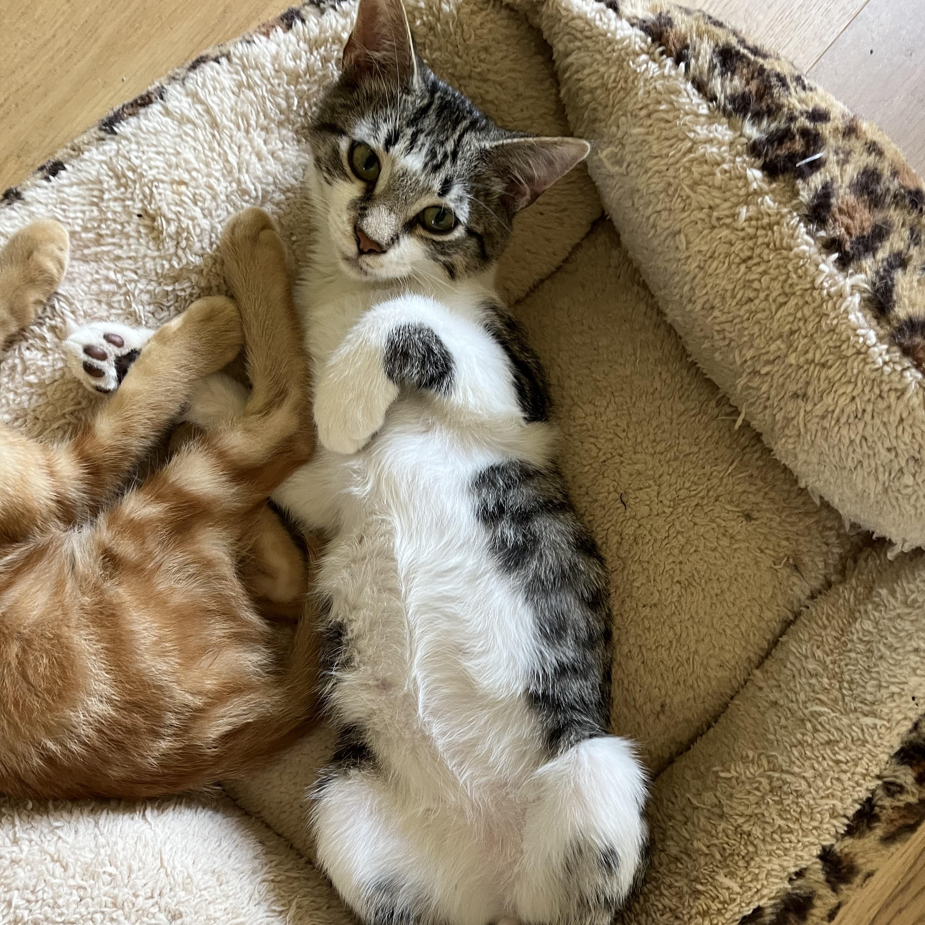 Toby (lap lover), ADOPTABLE, Kitten Male Domestic Short Hair.