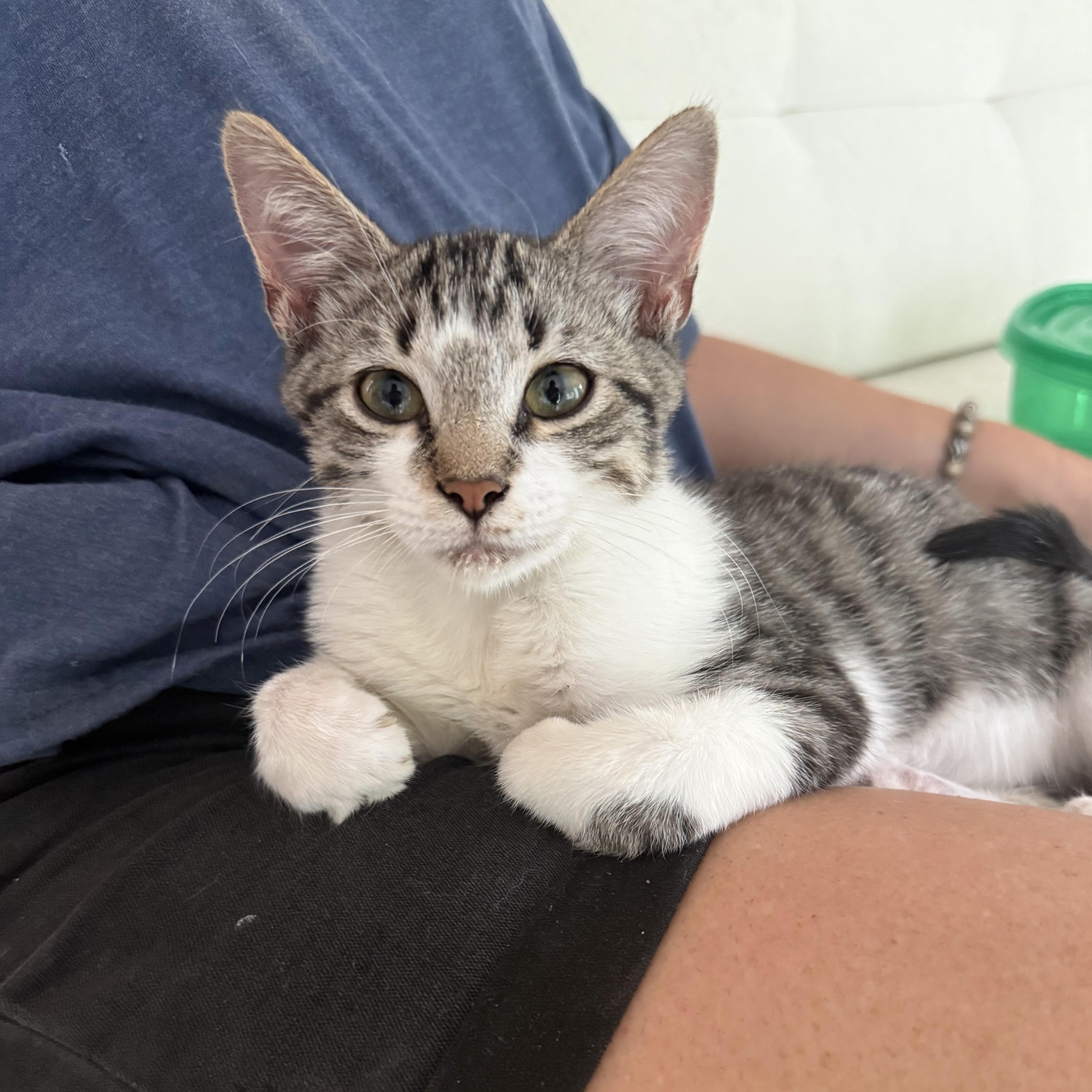 Toby (lap lover), a ADOPTABLE Domestic Short Hair in Atlanta, GA image 2/5