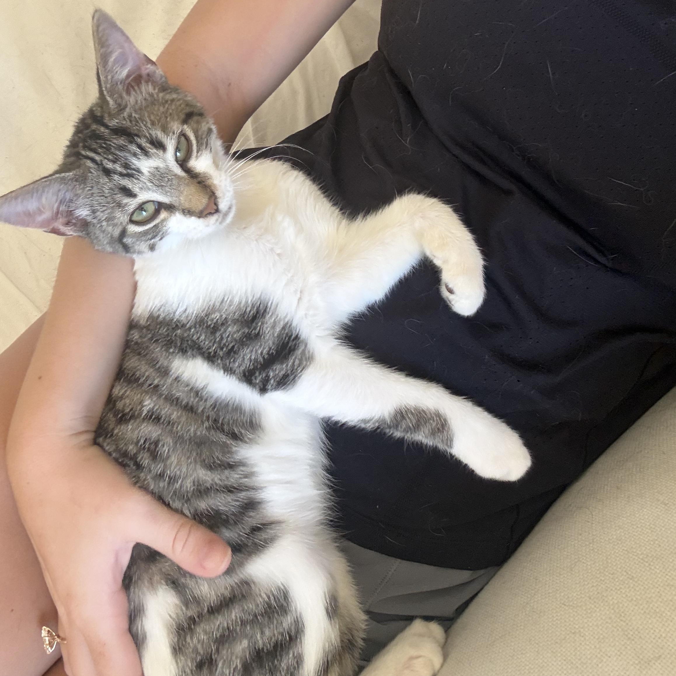Toby (lap lover), a ADOPTABLE Domestic Short Hair in Atlanta, GA image 3/5