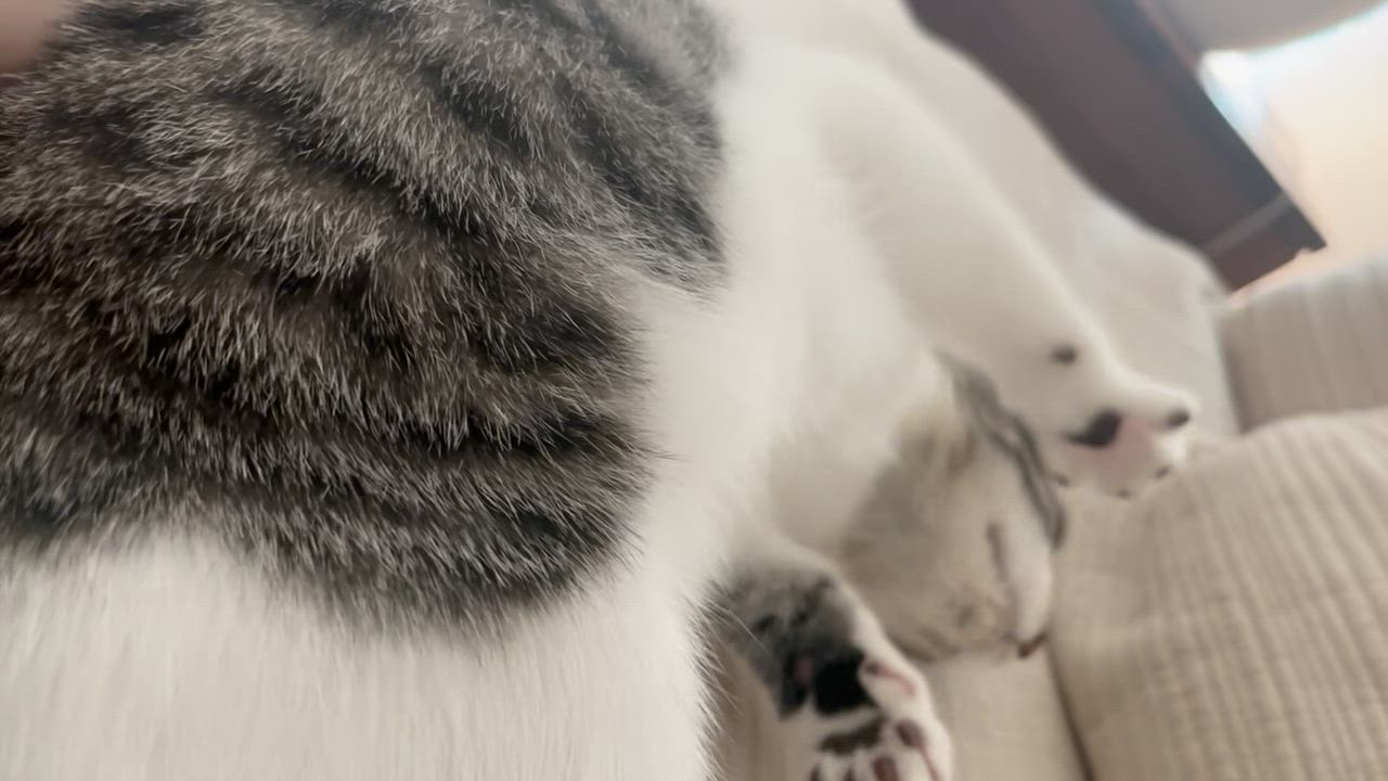 Enlarge Toby (lap lover), a ADOPTABLE Domestic Short Hair in Atlanta, GA video 5/5