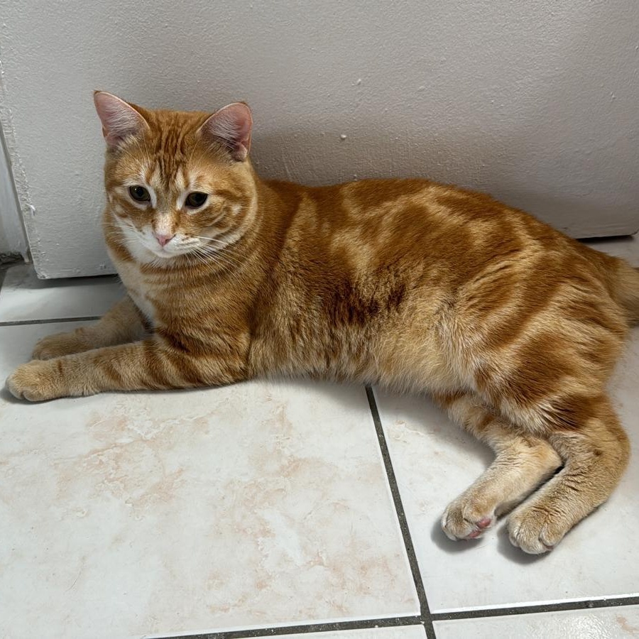 Enlarge Misu, an adopted mixed breed in Hopkinton, MA image 1/4