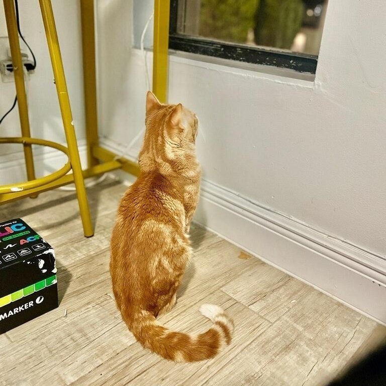 Enlarge Misu, an adopted mixed breed in Hopkinton, MA image 4/4