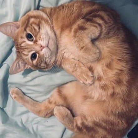 Enlarge Misu, an adopted mixed breed in Hopkinton, MA image 2/4