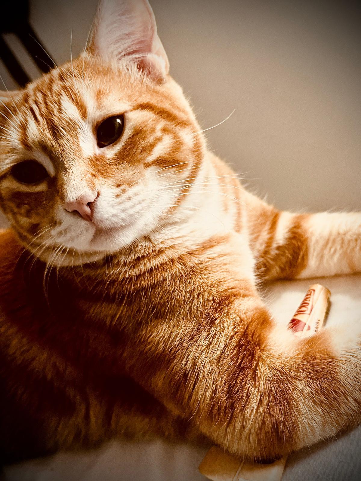 Enlarge Misu, an adopted mixed breed in Hopkinton, MA image 3/4