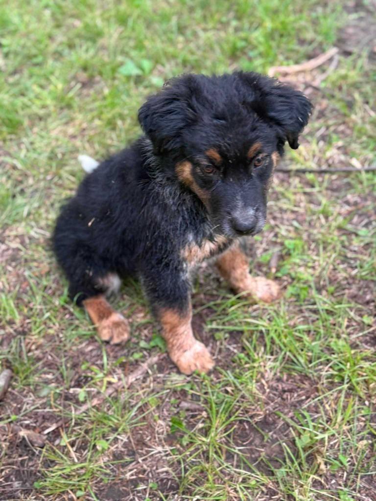 Casanova, Adoptable, Puppy Male Australian Shepherd & Shepherd.