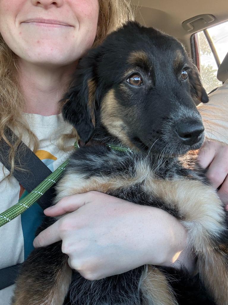 Casanova, a Adoptable mixed breed in Tulsa, OK image 3/6