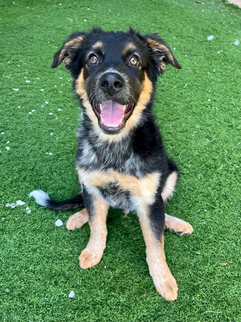 Casanova, a Adoptable mixed breed in Tulsa, OK image 4/6