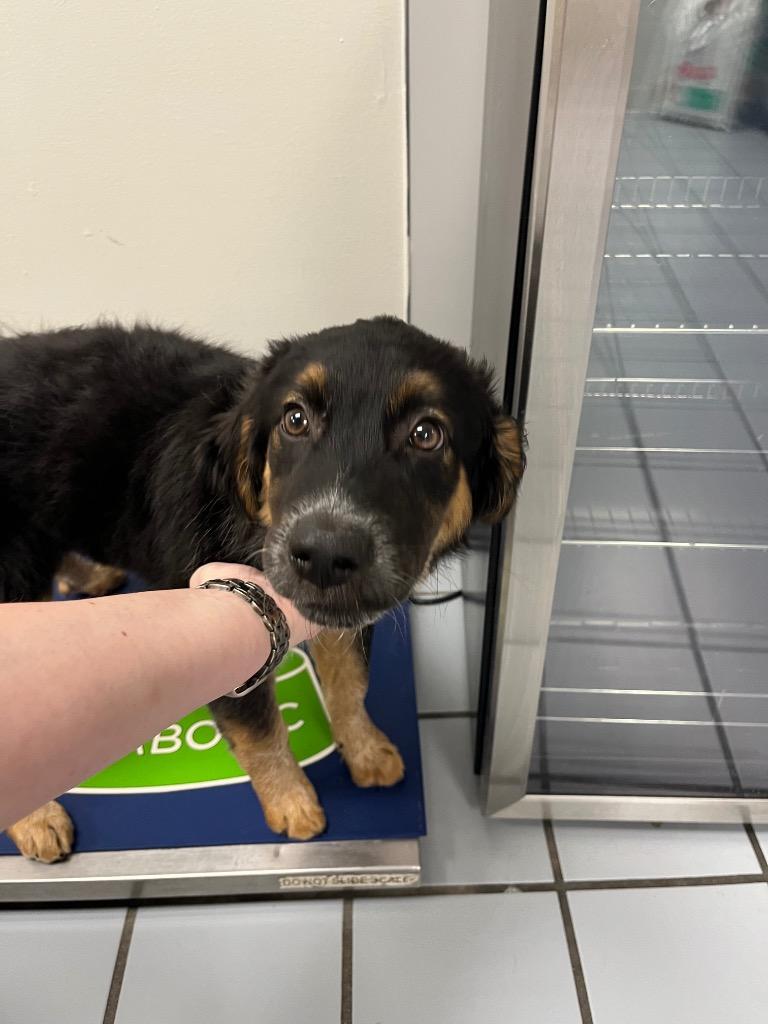 Casanova, a Adoptable mixed breed in Tulsa, OK image 6/6
