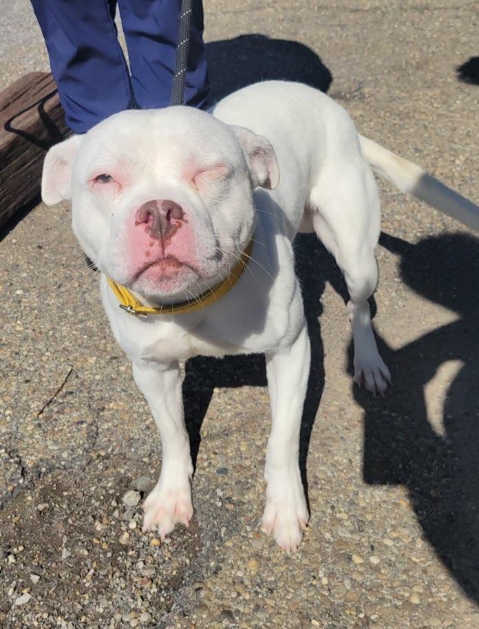 Enlarge MILO 070-26, a ADOPTABLE mixed breed in Cambridge, OH image 3/3