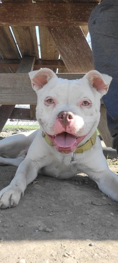 MILO 070-26, adopted, Young Male American Bully.