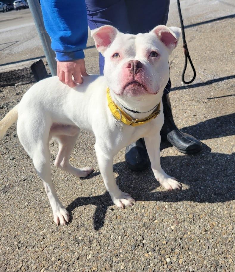MILO 070-26, ADOPTABLE, Young Male American Bully.