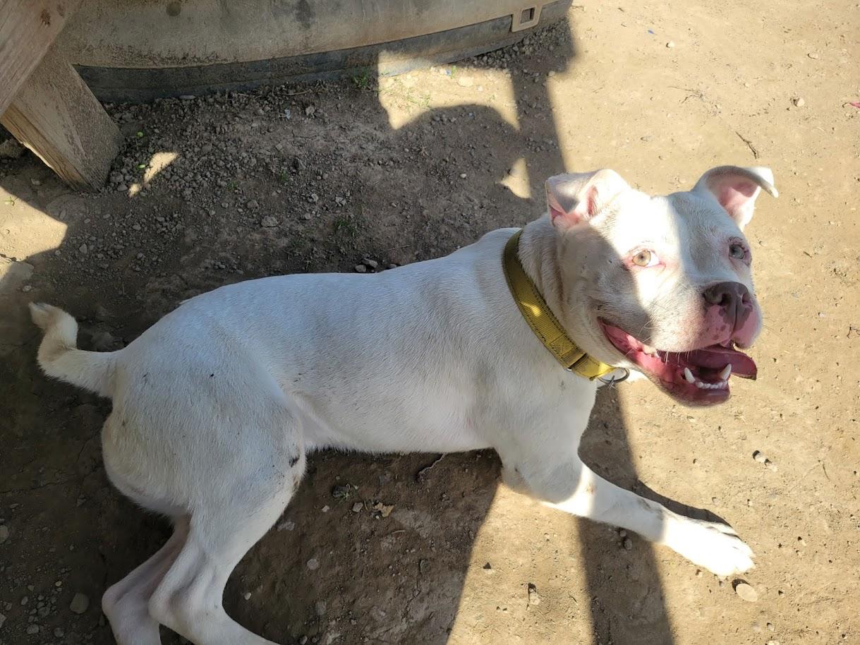 Enlarge MILO 070-26, an adopted mixed breed in Cambridge, OH image 5/5