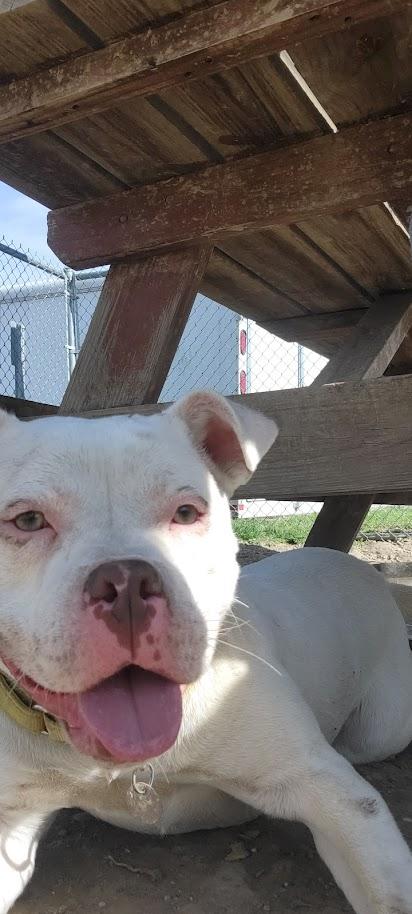 Enlarge MILO 070-26, an adopted mixed breed in Cambridge, OH image 4/5