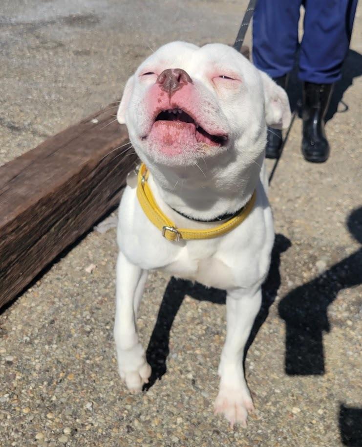 Enlarge MILO 070-26, a ADOPTABLE mixed breed in Cambridge, OH image 2/3