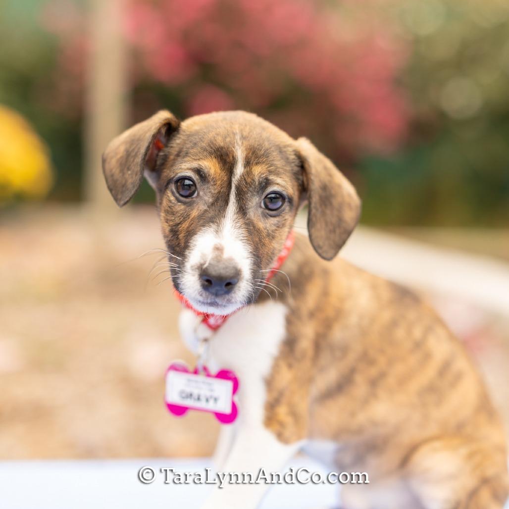 Gravy, Adoptable, Puppy Female Labrador Retriever.