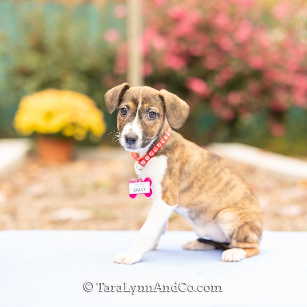 Enlarge Gravy, a Adoptable Labrador Retriever in Wake Forest, NC image 2/2