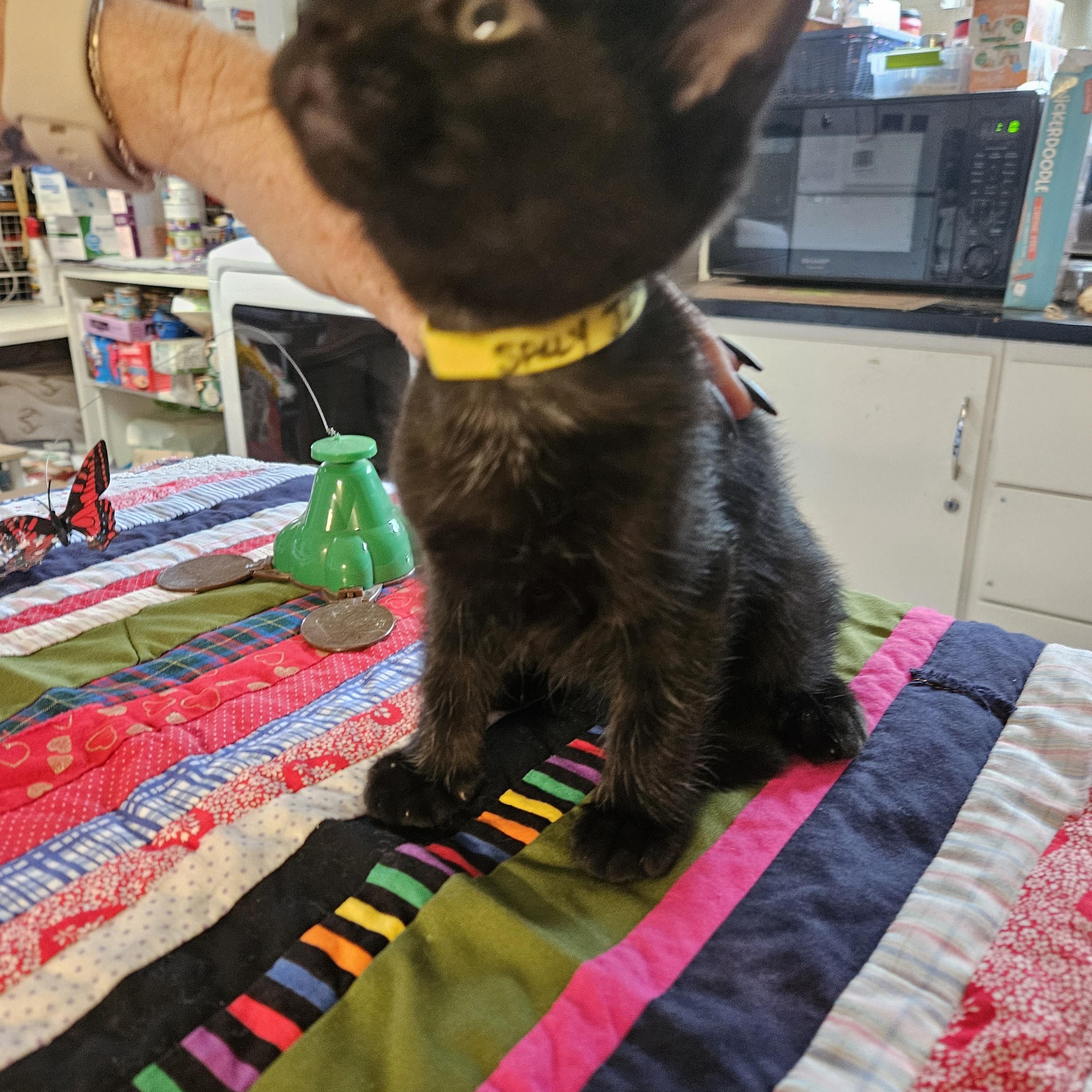 Sally Jesse, ADOPTABLE, Kitten Female Domestic Short Hair.