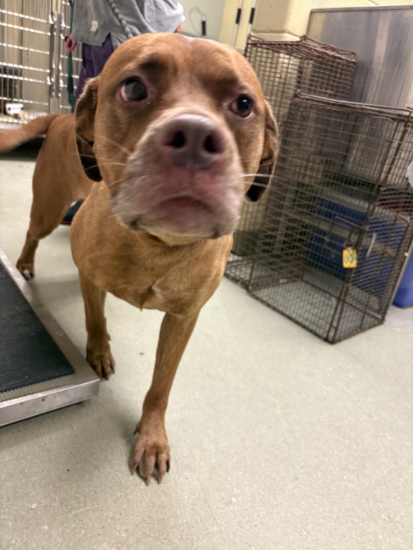 26-0521 "Bailey", Adoptable, Adult Female Labrador Retriever.
