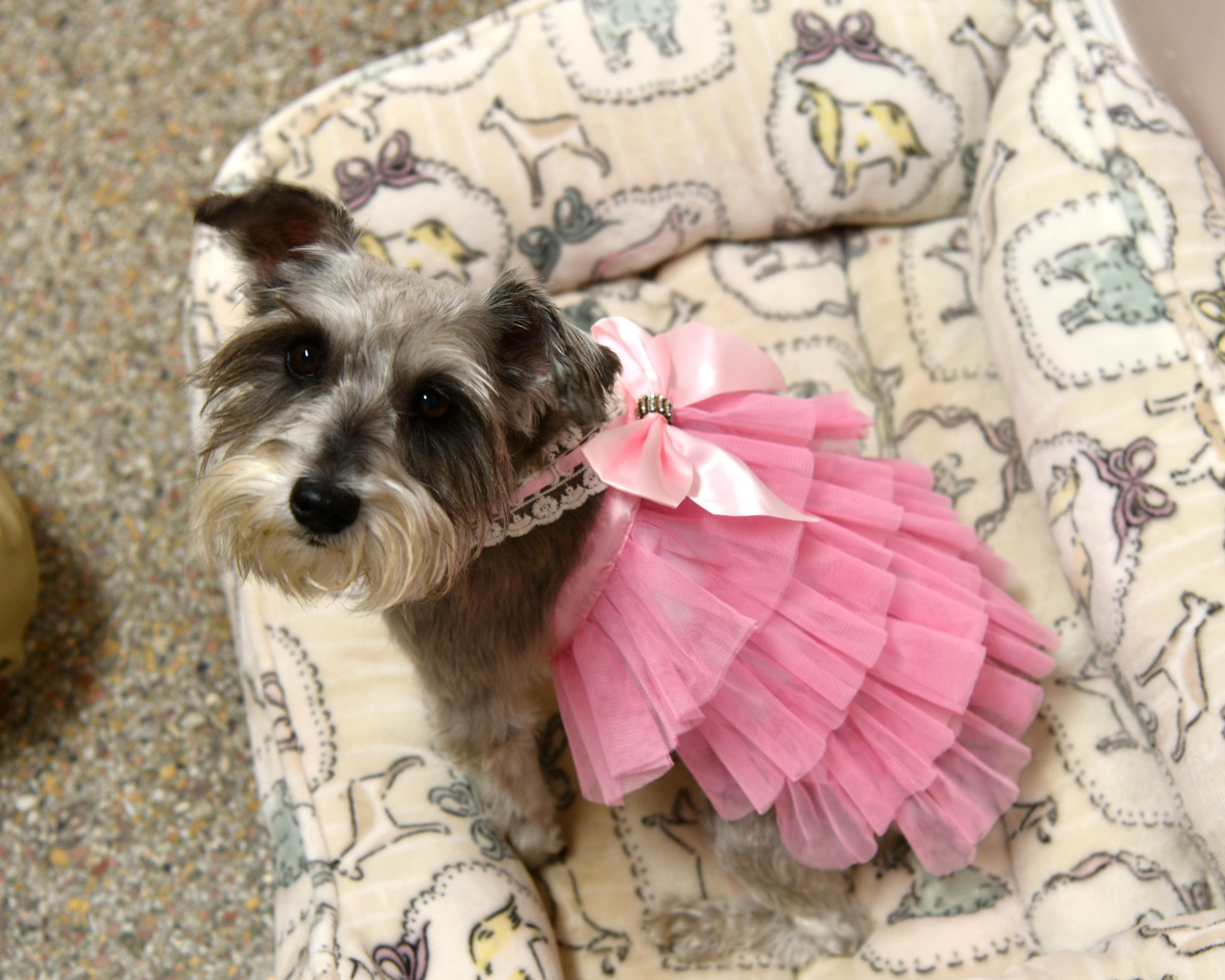 Phoebe, Adopted, Adult Female Miniature Schnauzer.