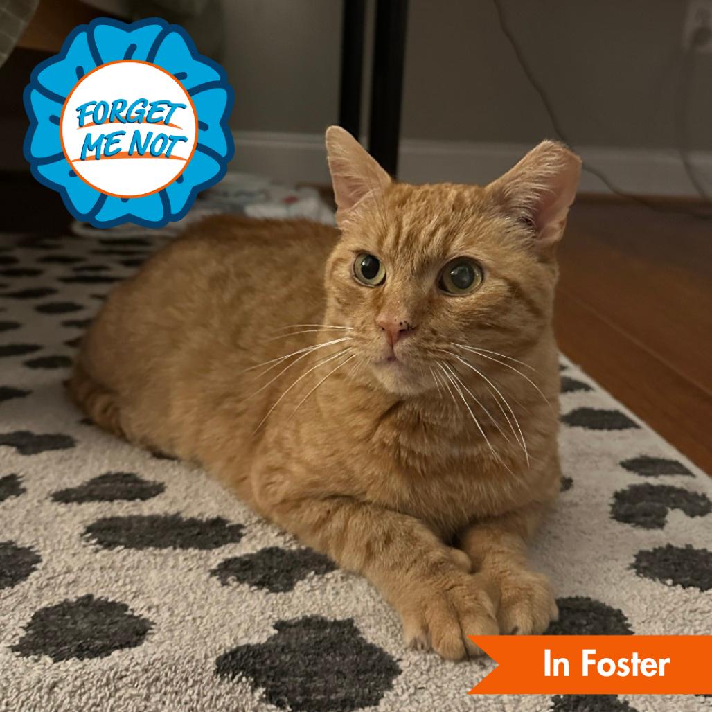 Bunny, Adoptable, Senior Male Domestic Short Hair.