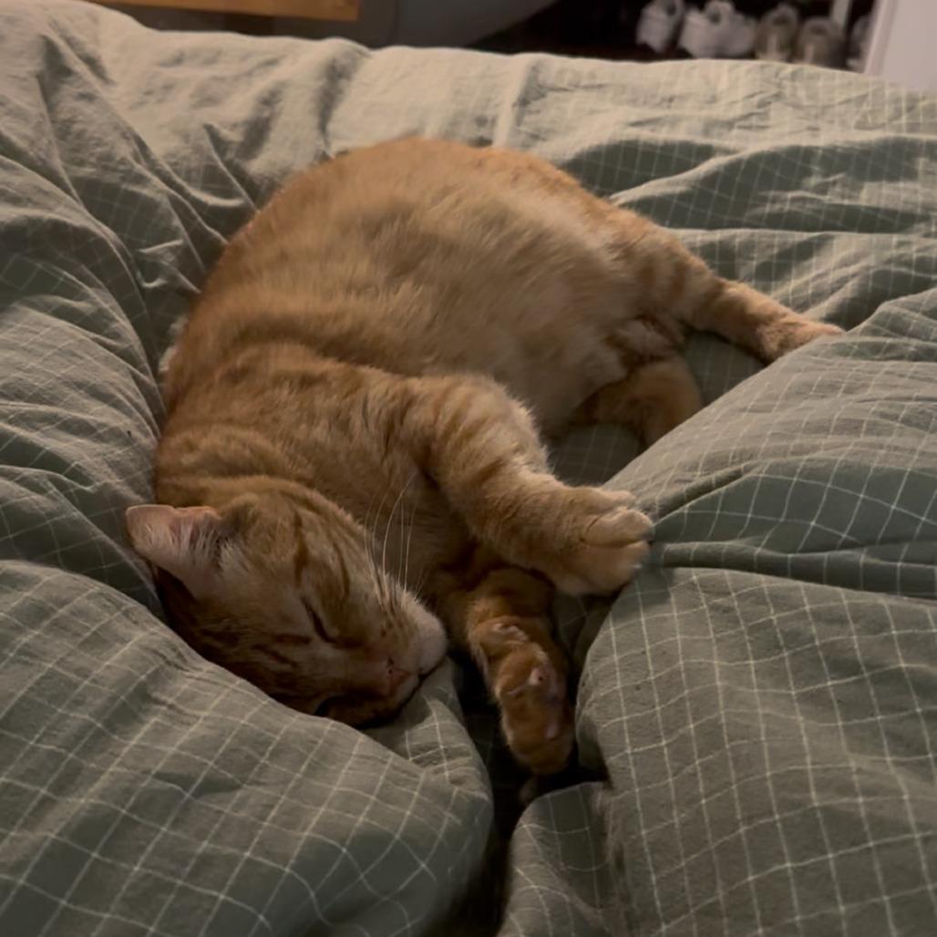 Enlarge Bunny, a Adoptable Domestic Short Hair in Baltimore, MD image 2/4