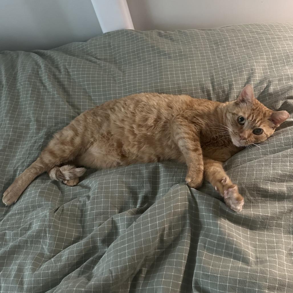 Enlarge Bunny, a Adoptable Domestic Short Hair in Baltimore, MD image 3/4