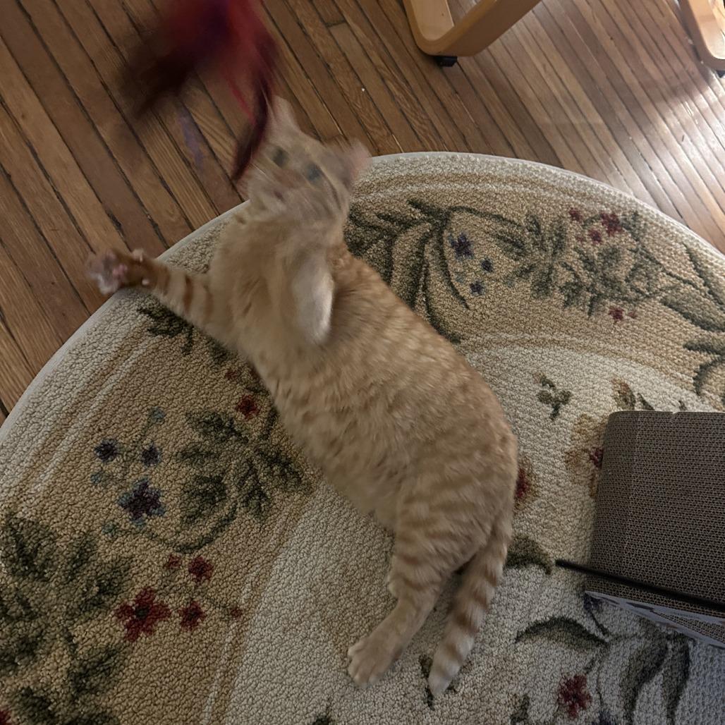 Enlarge Bunny, a Adoptable Domestic Short Hair in Baltimore, MD image 4/4