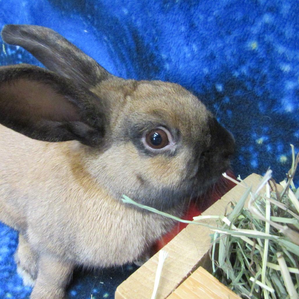 Collin, Adoptable, Young Male Bunny Rabbit.