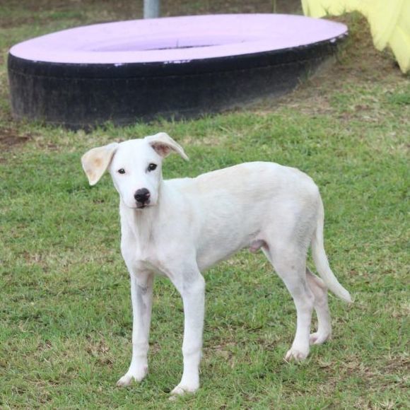 Enlarge Rufus, a Adoptable Labrador Retriever in Humacao, PR image 1/6