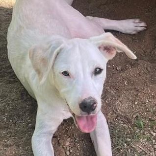 Enlarge Rufus, a Adoptable Labrador Retriever in Humacao, PR image 2/6