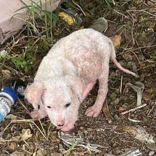 Enlarge Rufus, a Adoptable Labrador Retriever in Humacao, PR image 4/6