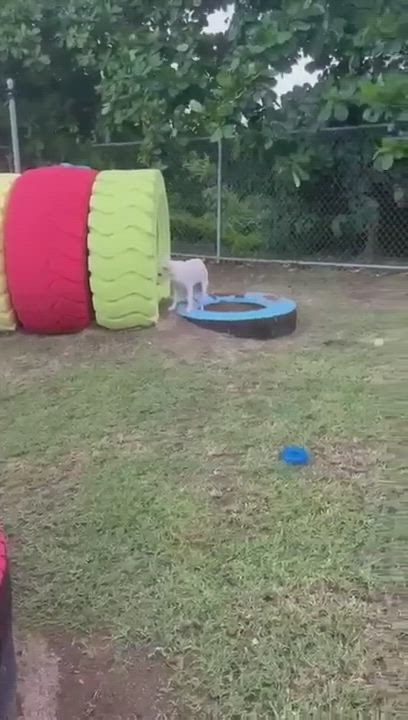 Enlarge Rufus, a Adoptable Labrador Retriever in Humacao, PR video 6/6