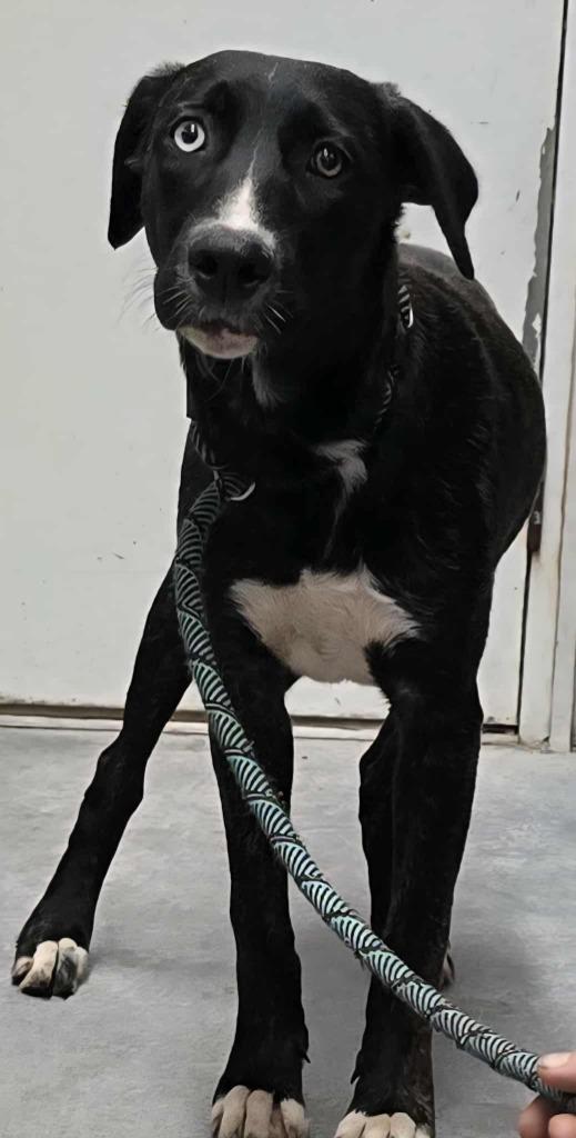 Vixen, Adoptable, Young Female Affenpinscher.