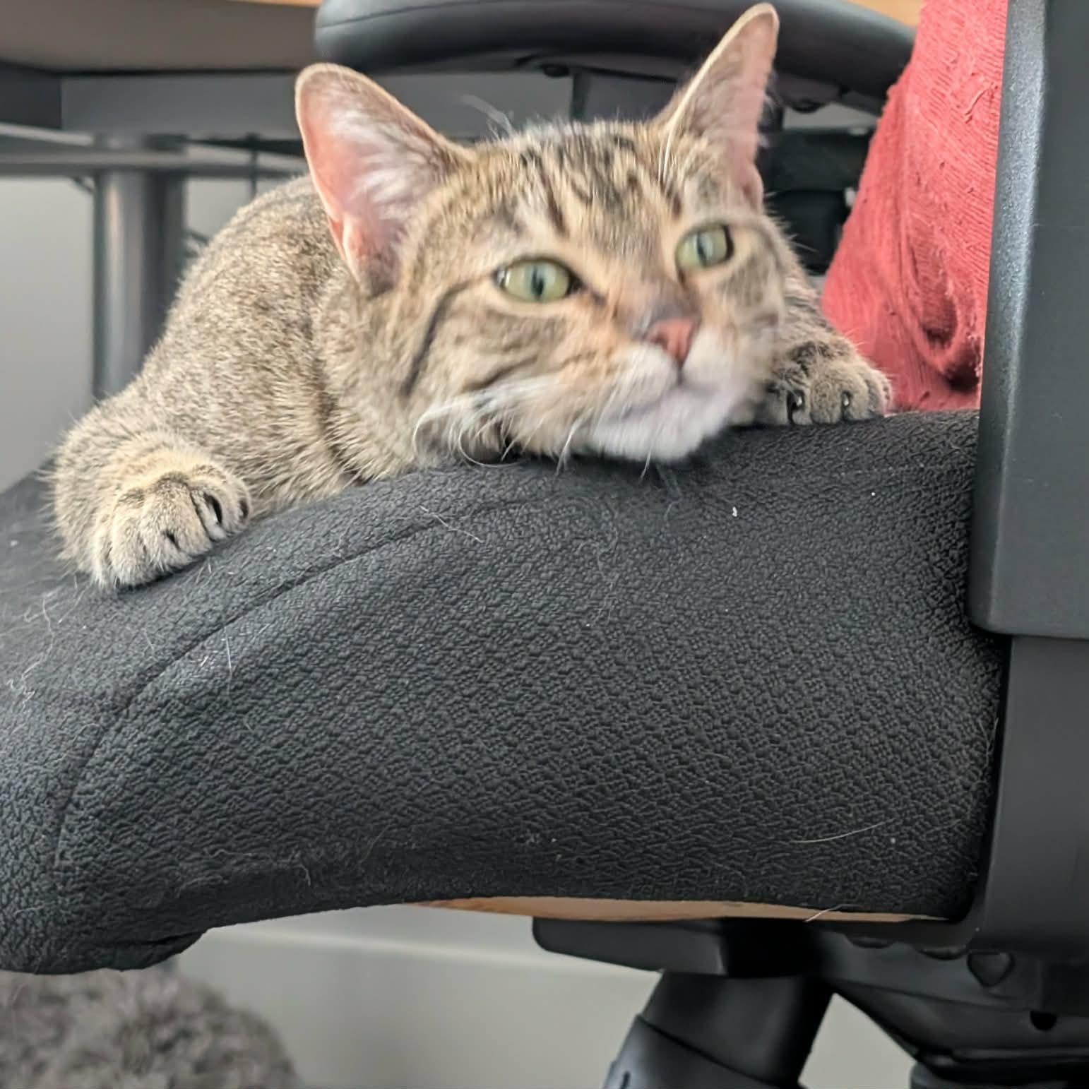 Karen, Adoptable, Young Female Domestic Short Hair.