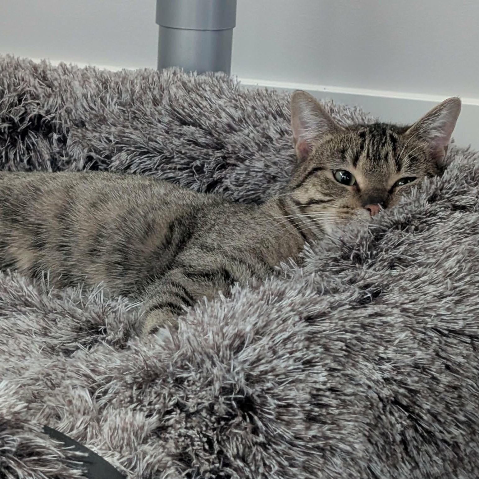 Karen, a Adoptable Domestic Short Hair in Edmonton, AB image 2/6