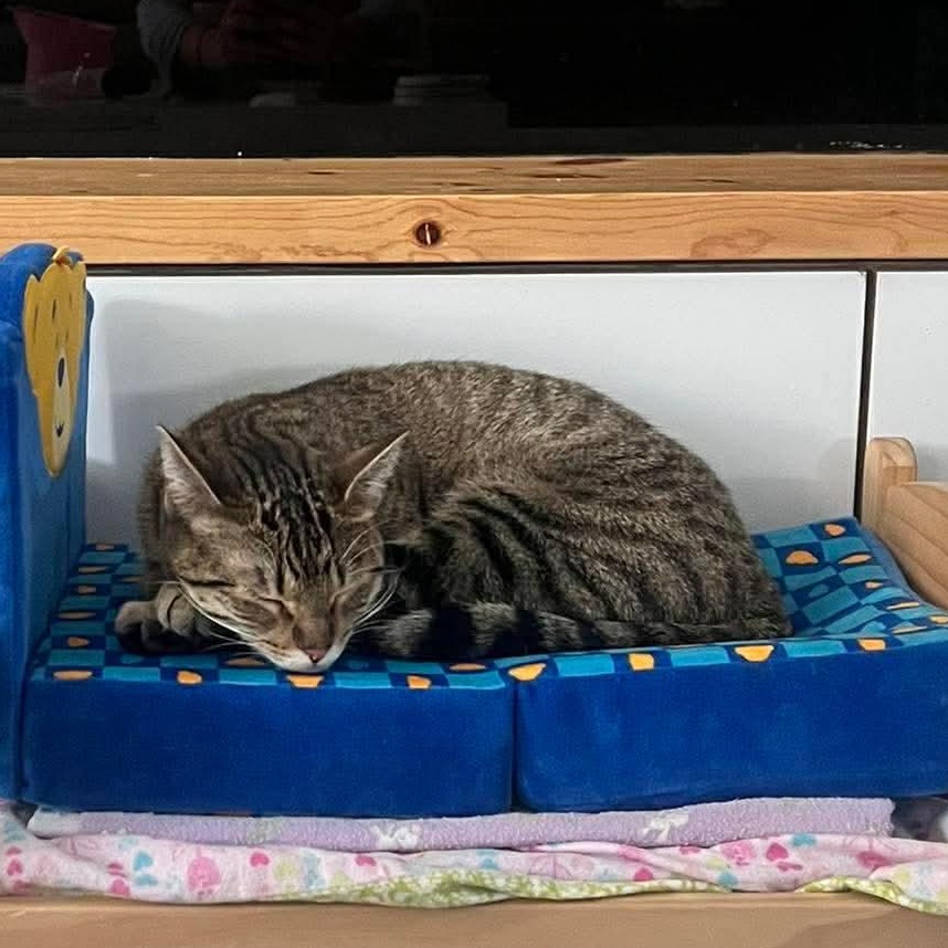 Karen, a Adoptable Domestic Short Hair in Edmonton, AB image 4/6