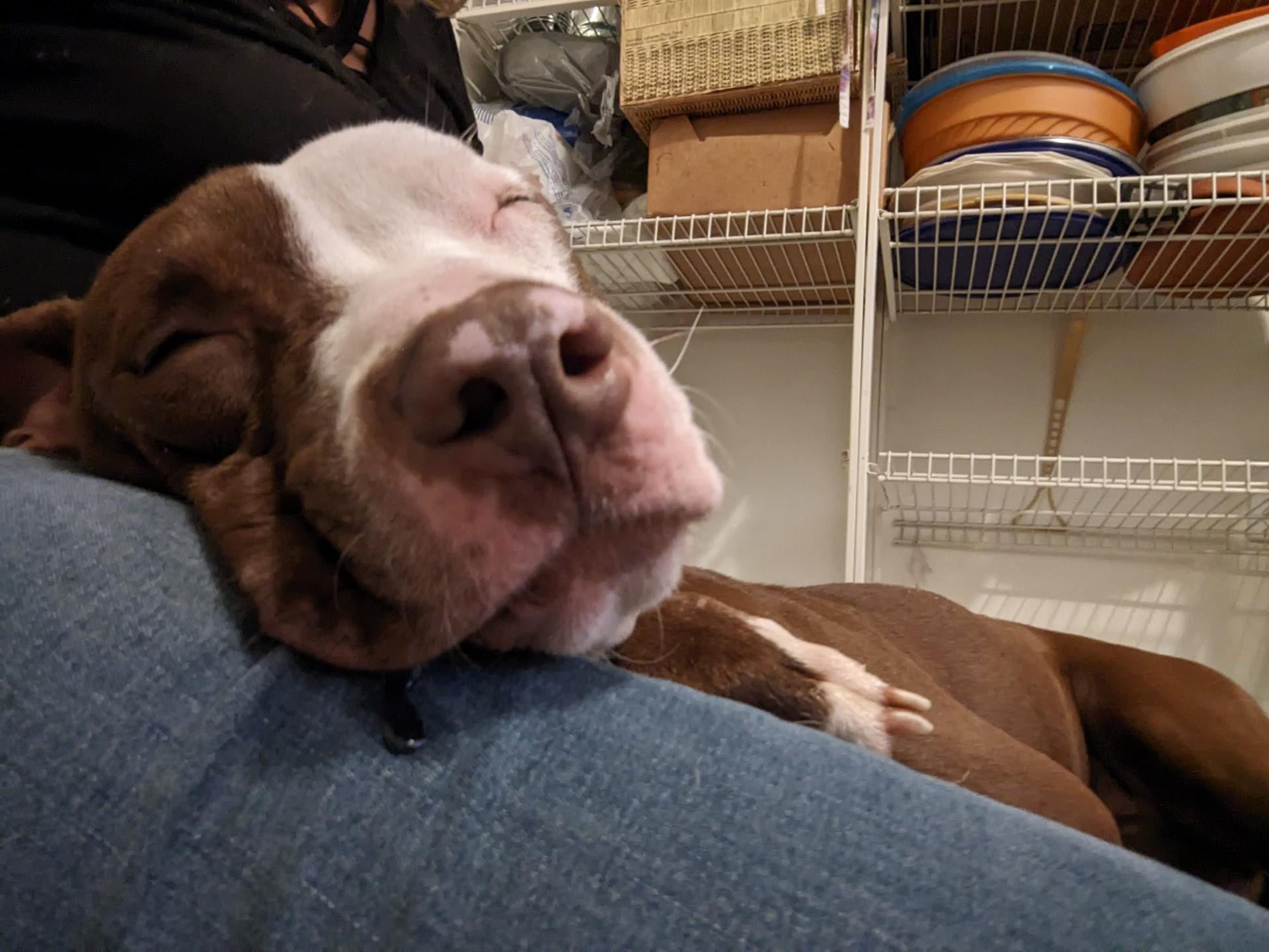 Cocoa, a ADOPTABLE mixed breed in Mishawaka, IN image 2/5