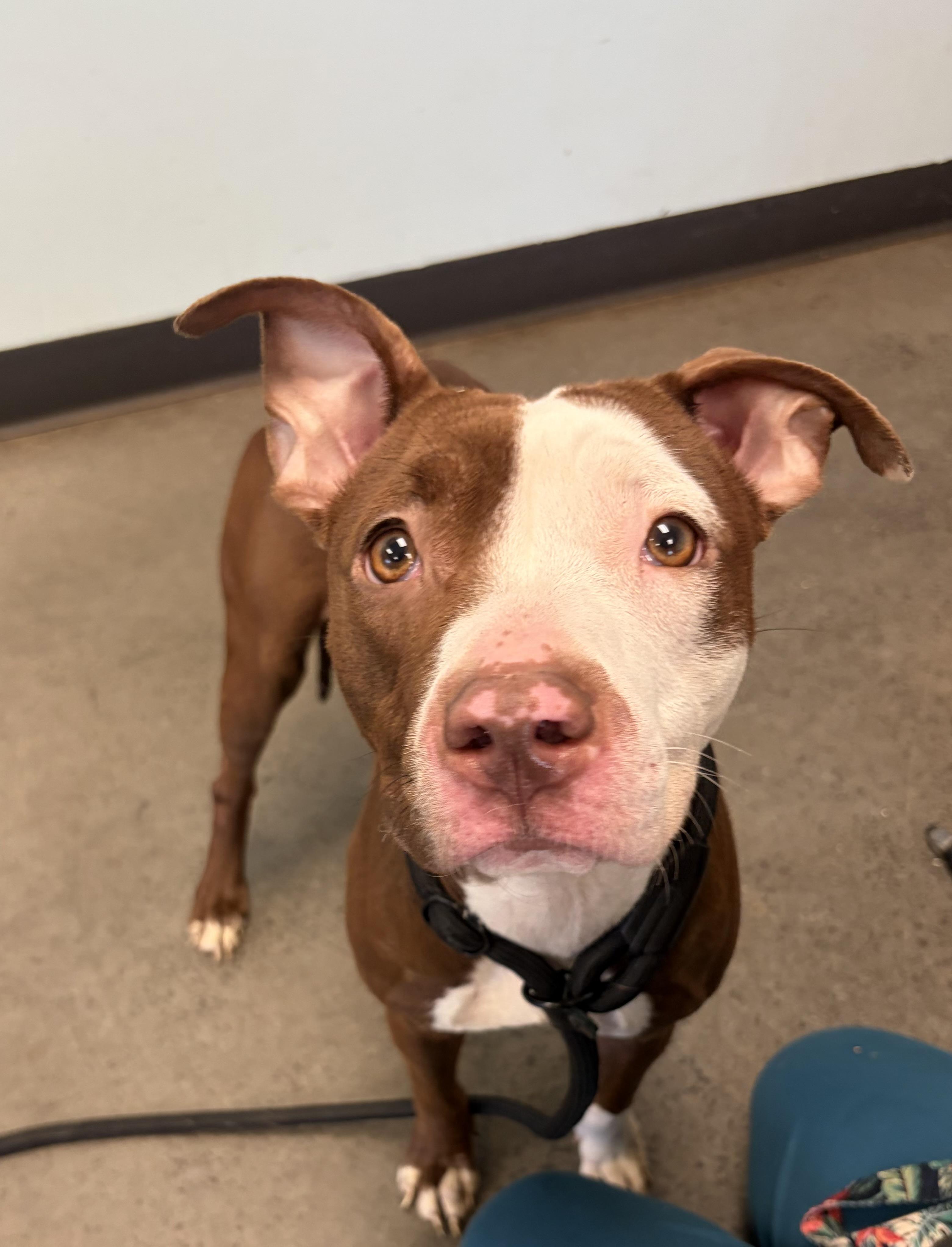 Cocoa, a ADOPTABLE mixed breed in Mishawaka, IN image 4/5