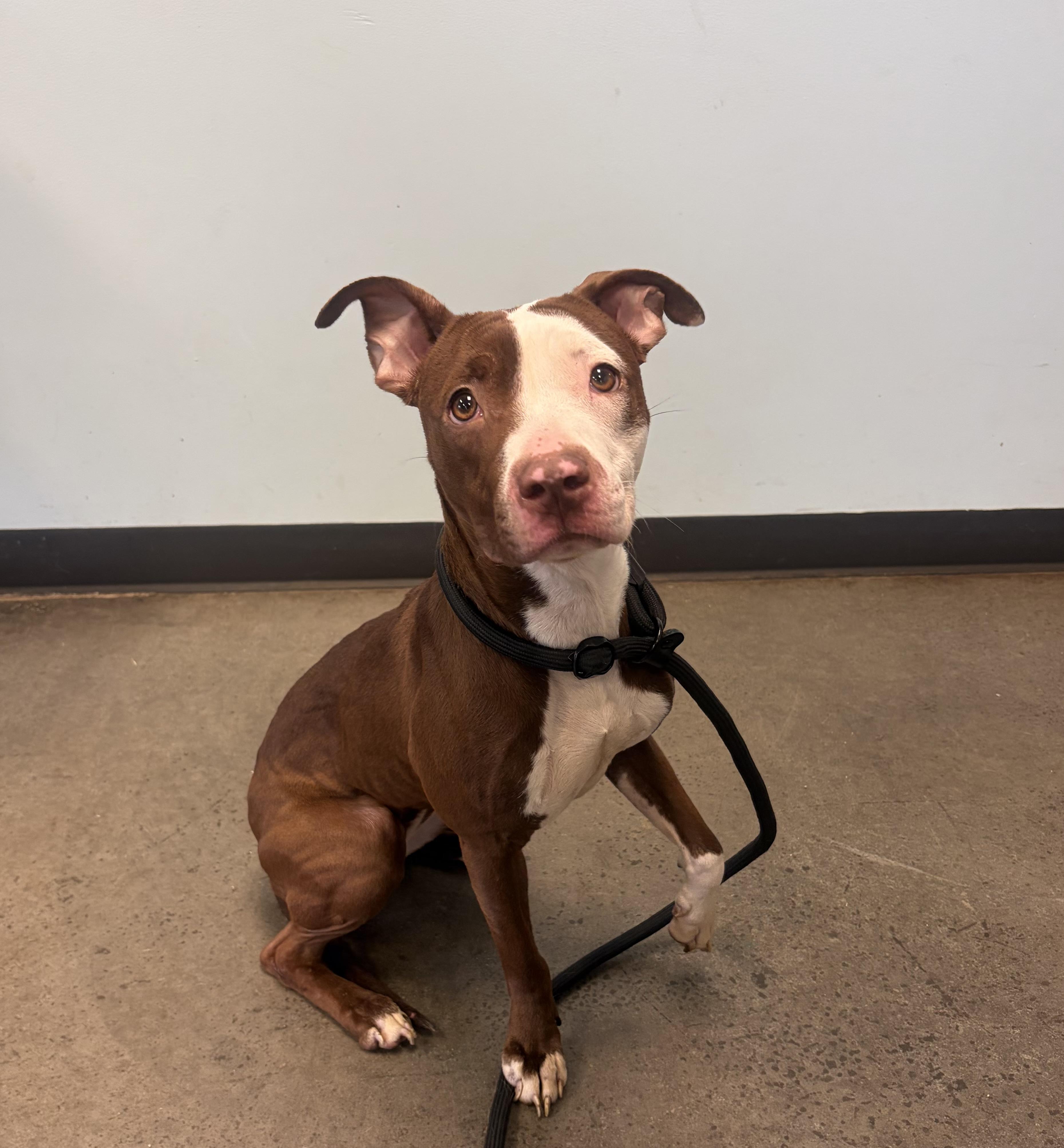 Cocoa, a ADOPTABLE mixed breed in Mishawaka, IN image 3/5