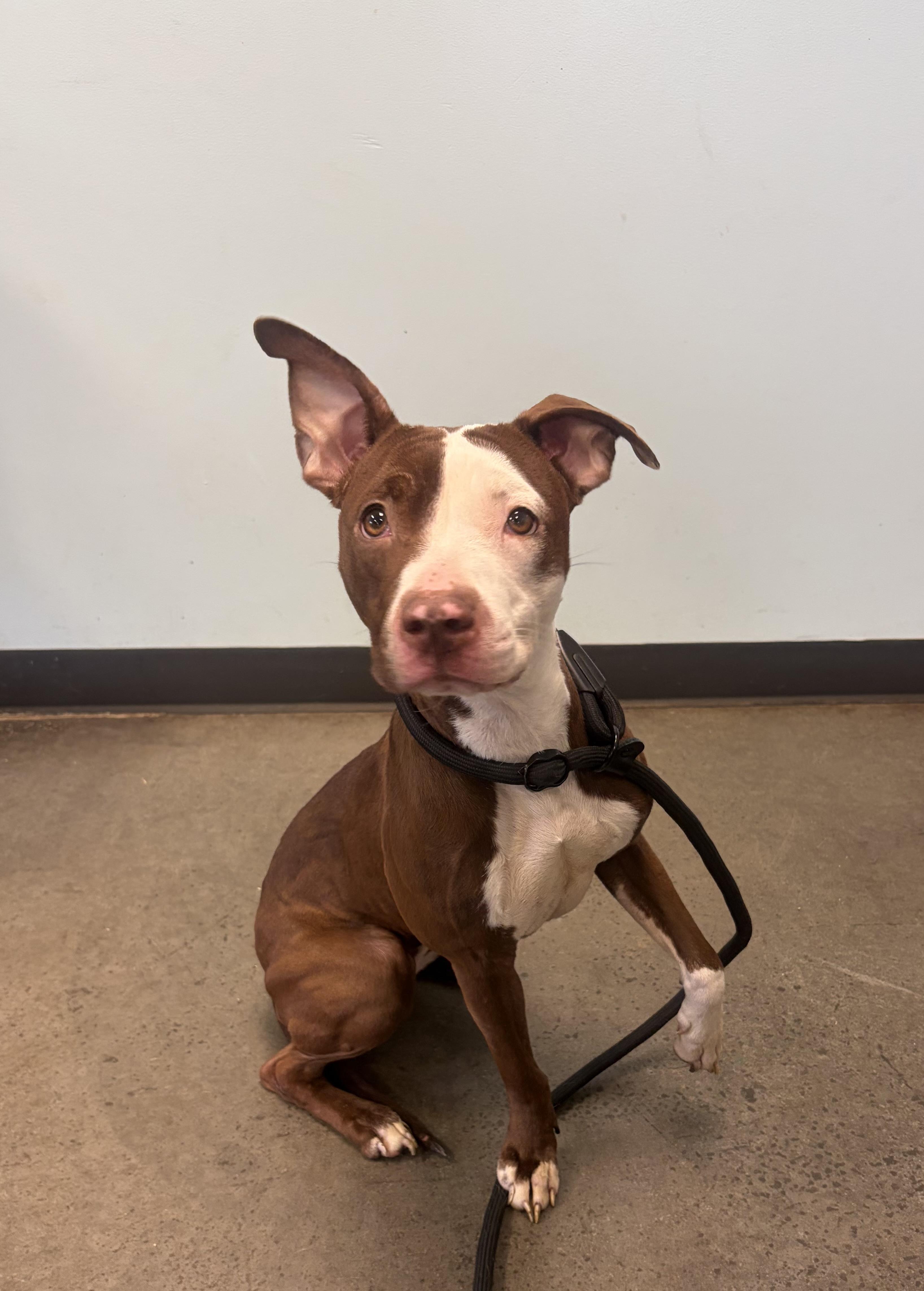 Cocoa, a ADOPTABLE mixed breed in Mishawaka, IN image 5/5