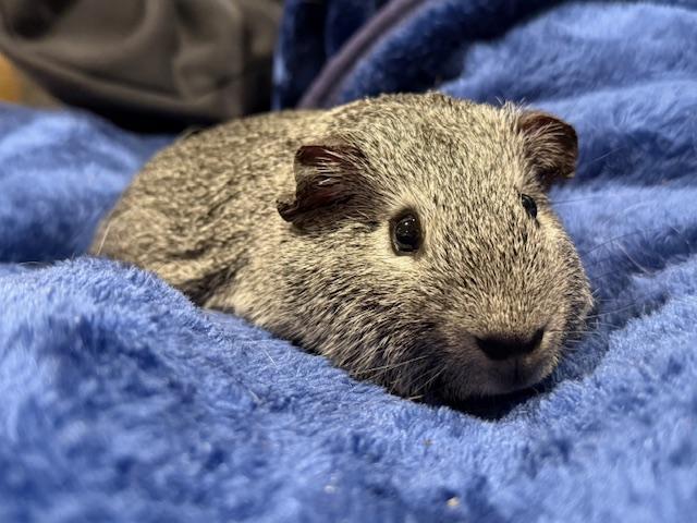 Pickle, Seagull & Skunk, a Adoptable Guinea Pig in Merrimack, NH image 1/6
